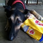 roxysdogclub.com