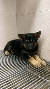 Roxy as a young German Shepherd puppy on the day I adopted her