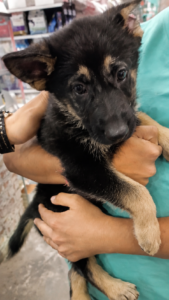 Roxy being held on the day I first met her