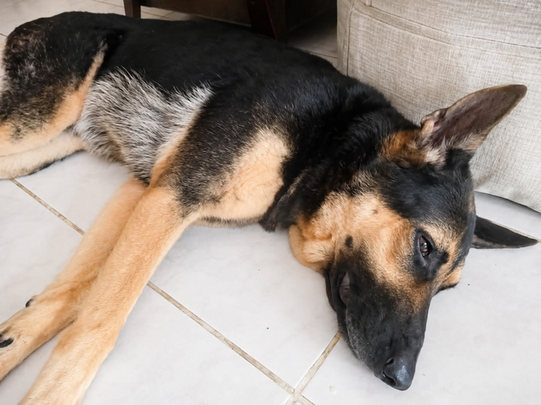 Roxy resting beside the sofa during our life together in Malaysia