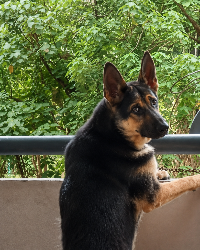 Roxy looking outside from our home in Malaysia