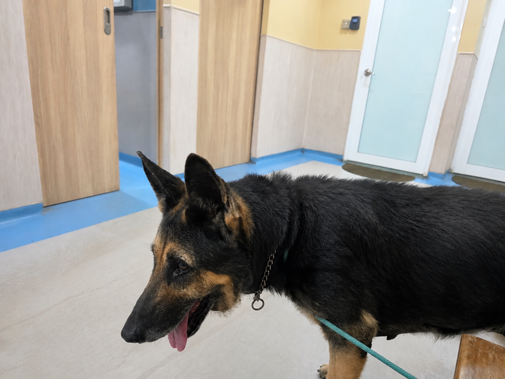 Roxy completing the veterinary checks required for her journey to New Zealand