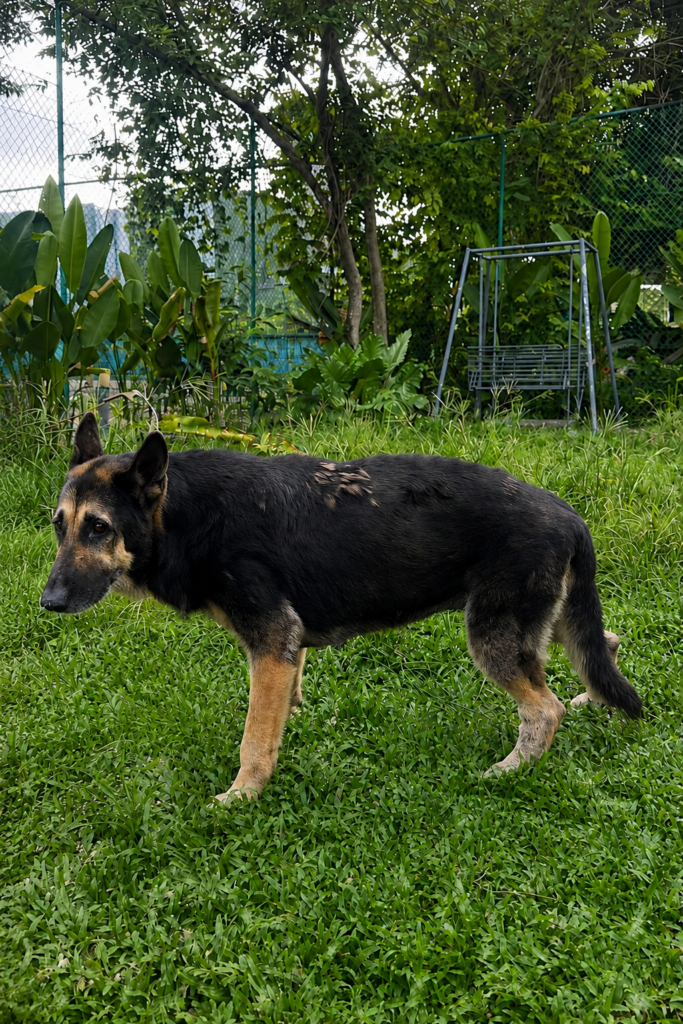 Roxy waiting in Malaysia while her New Zealand import permit is processed
